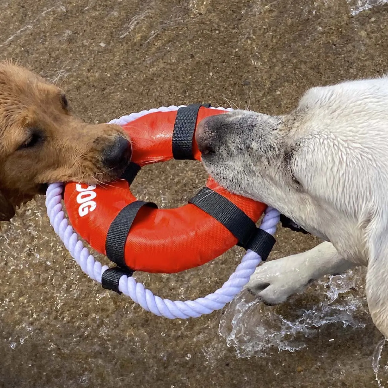 BAYDOG Fetch Ring