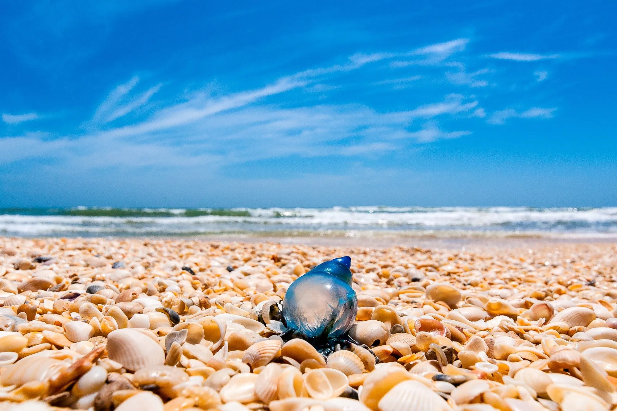 Big Shell Beach Man O' War | Ocean & National Parks Puzzle | 250, 500, 1000 Pieces