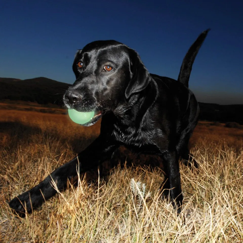 ChuckIt Max Glow in the Dark Ball