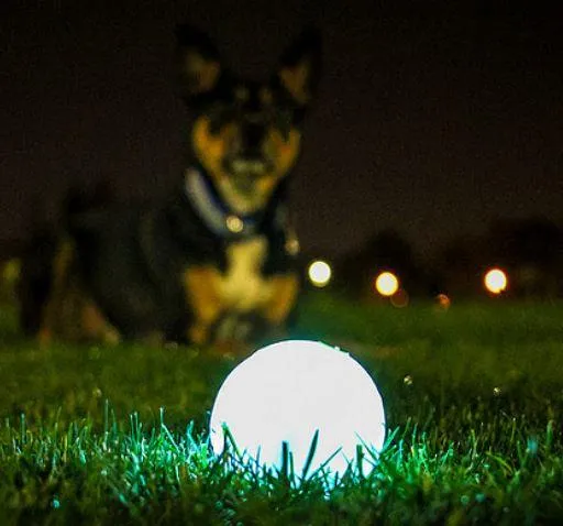 ChuckIt Max Glow in the Dark Ball