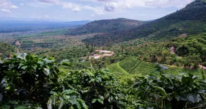 El Salvador Emilio Lopez Geisha Washed   ESPRESSO