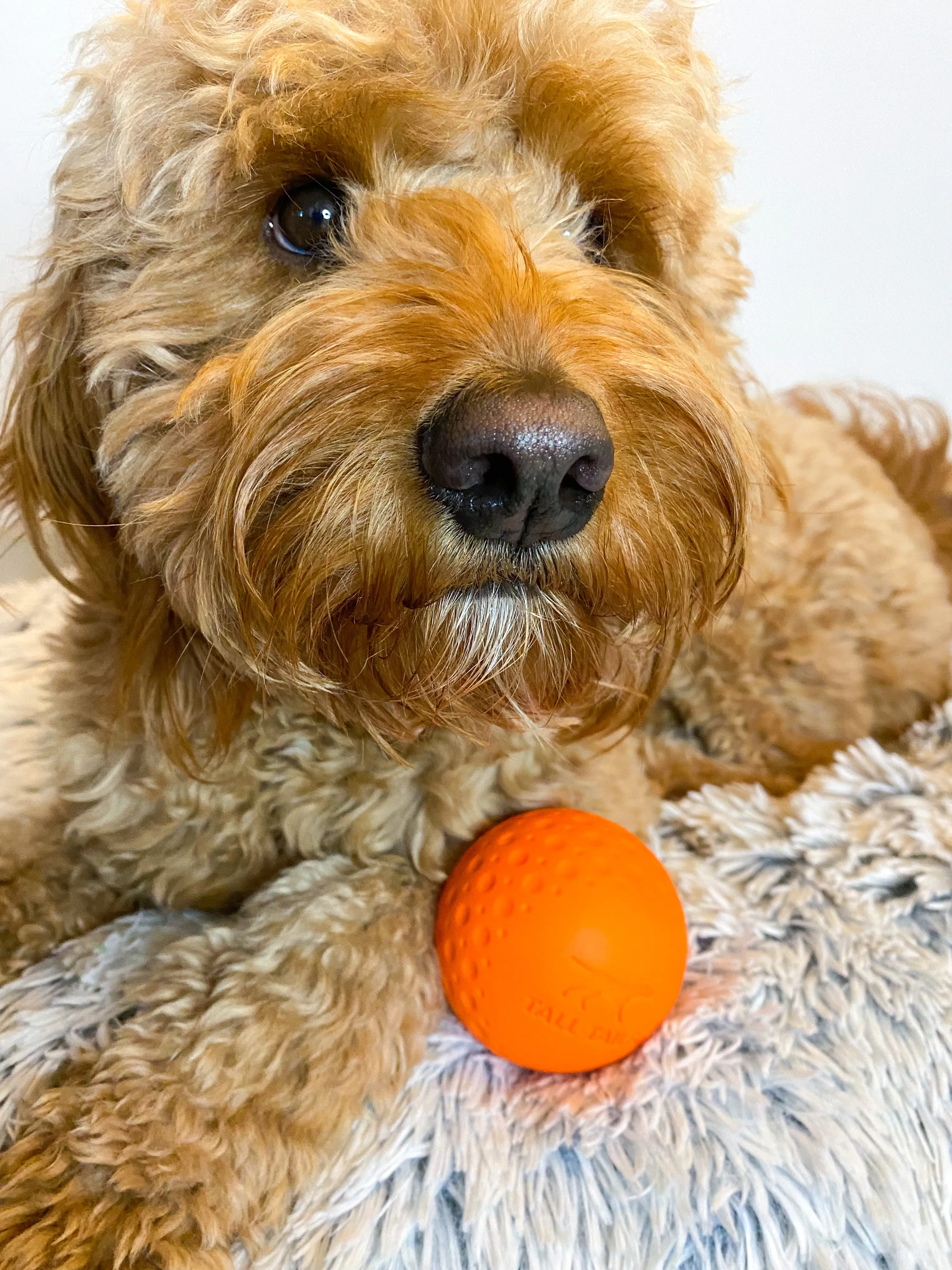 Fetch Dog Toy: Goat Sport Ball