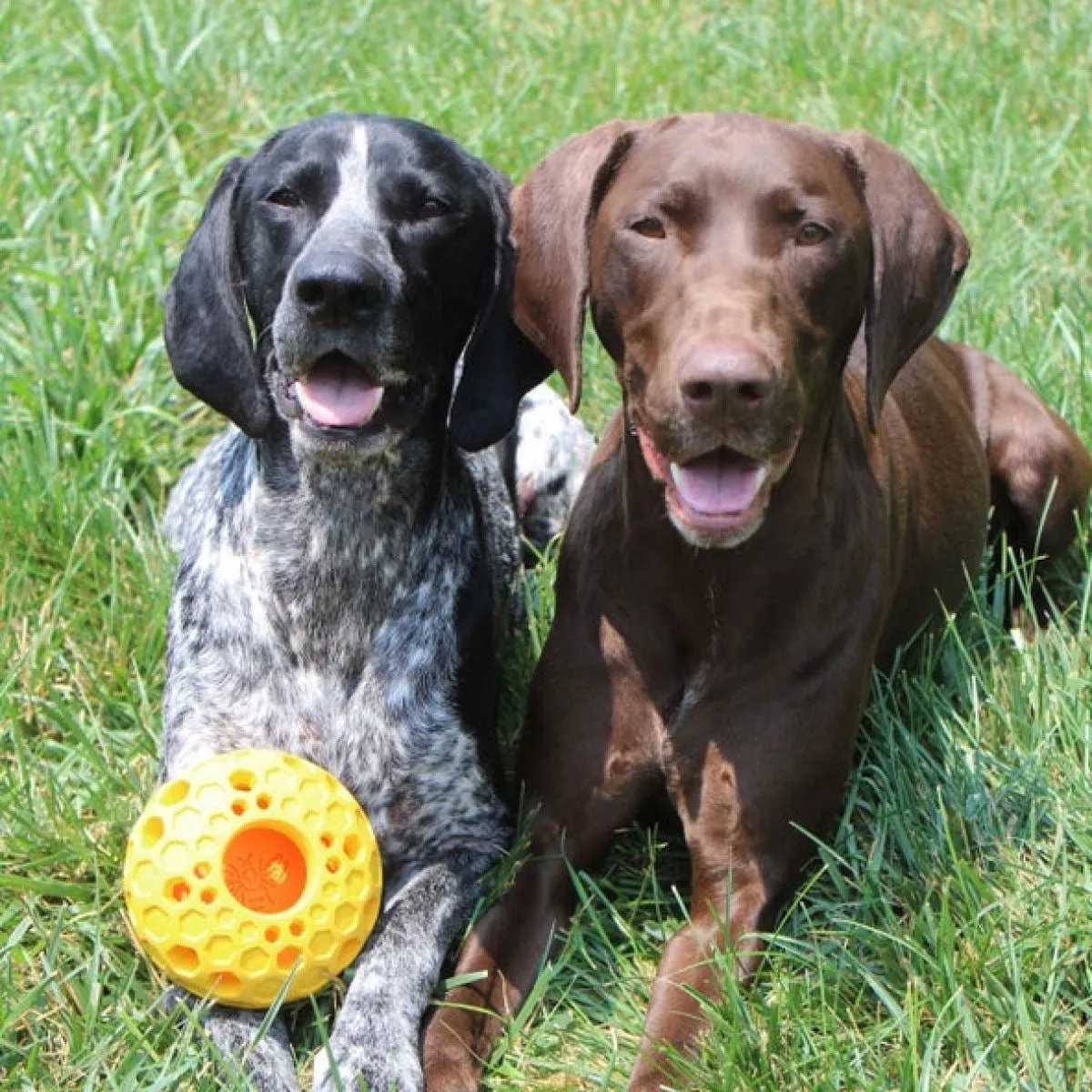 Interactive Treat Dispensing Puzzle Rubber Dog Toy: Bee Hive