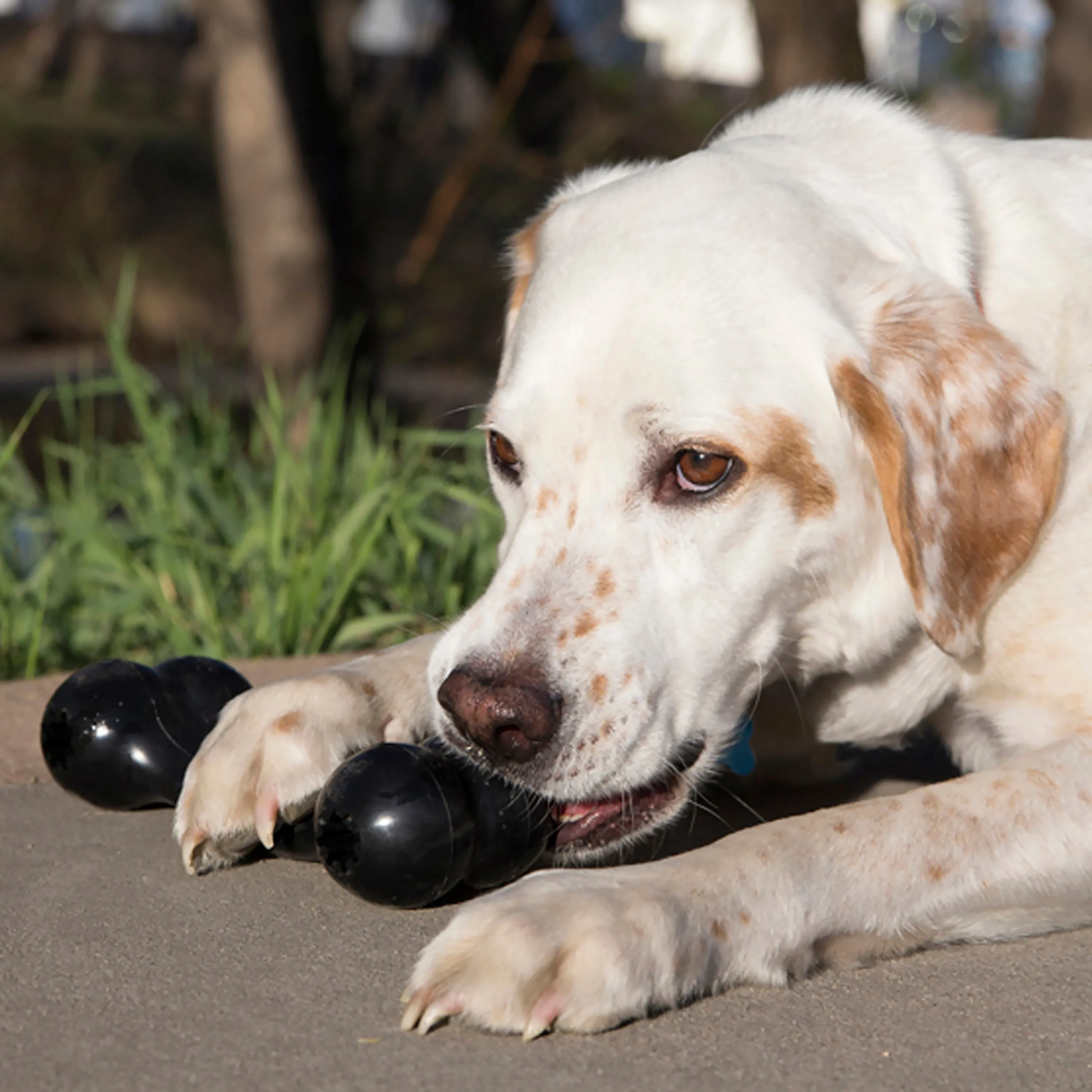 Kong Extreme Goodie Bone, Dog Toy