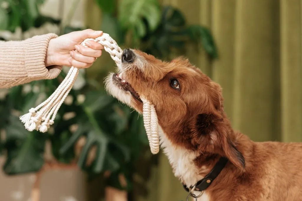 Macrame Rope Dog Toys: 2-Pack