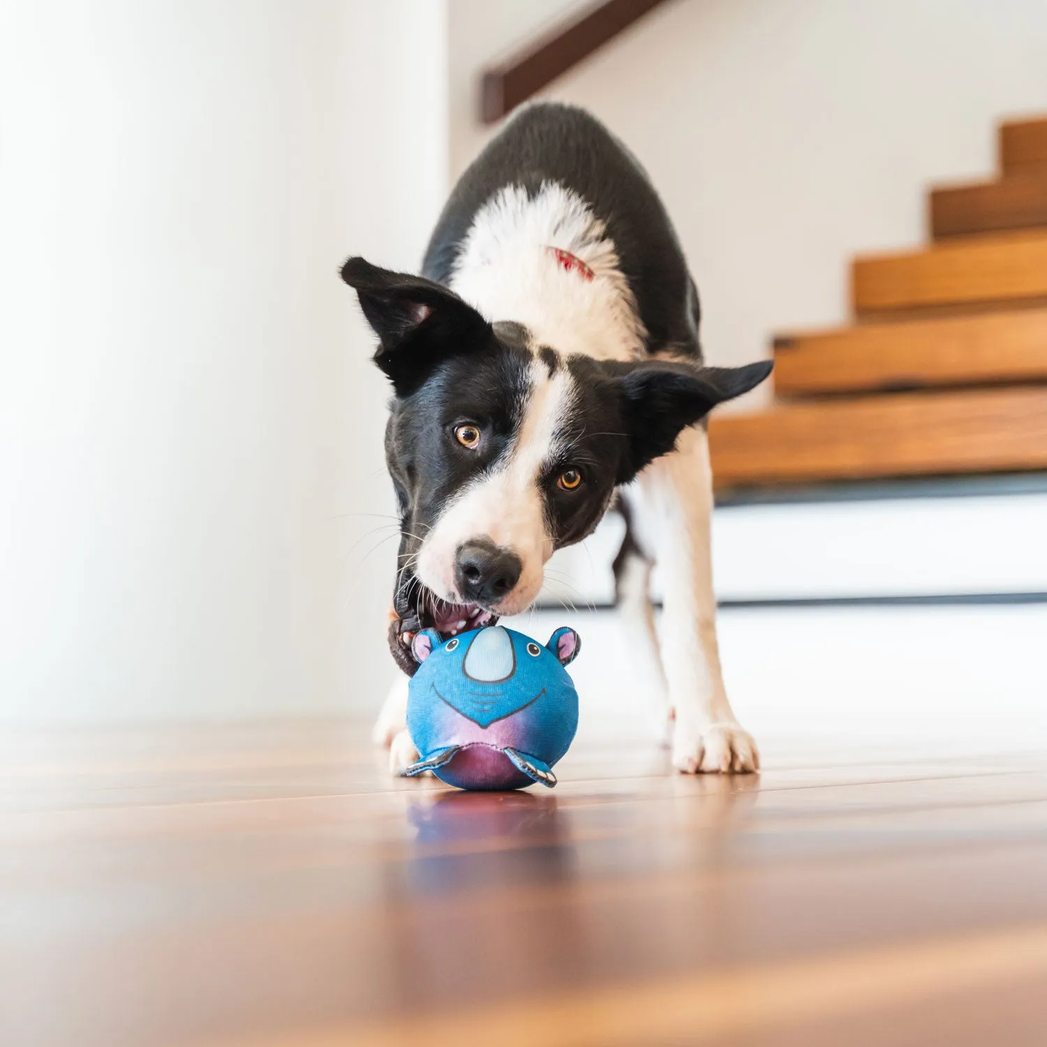 Red Dingo Eric the Elephant Durables Ball