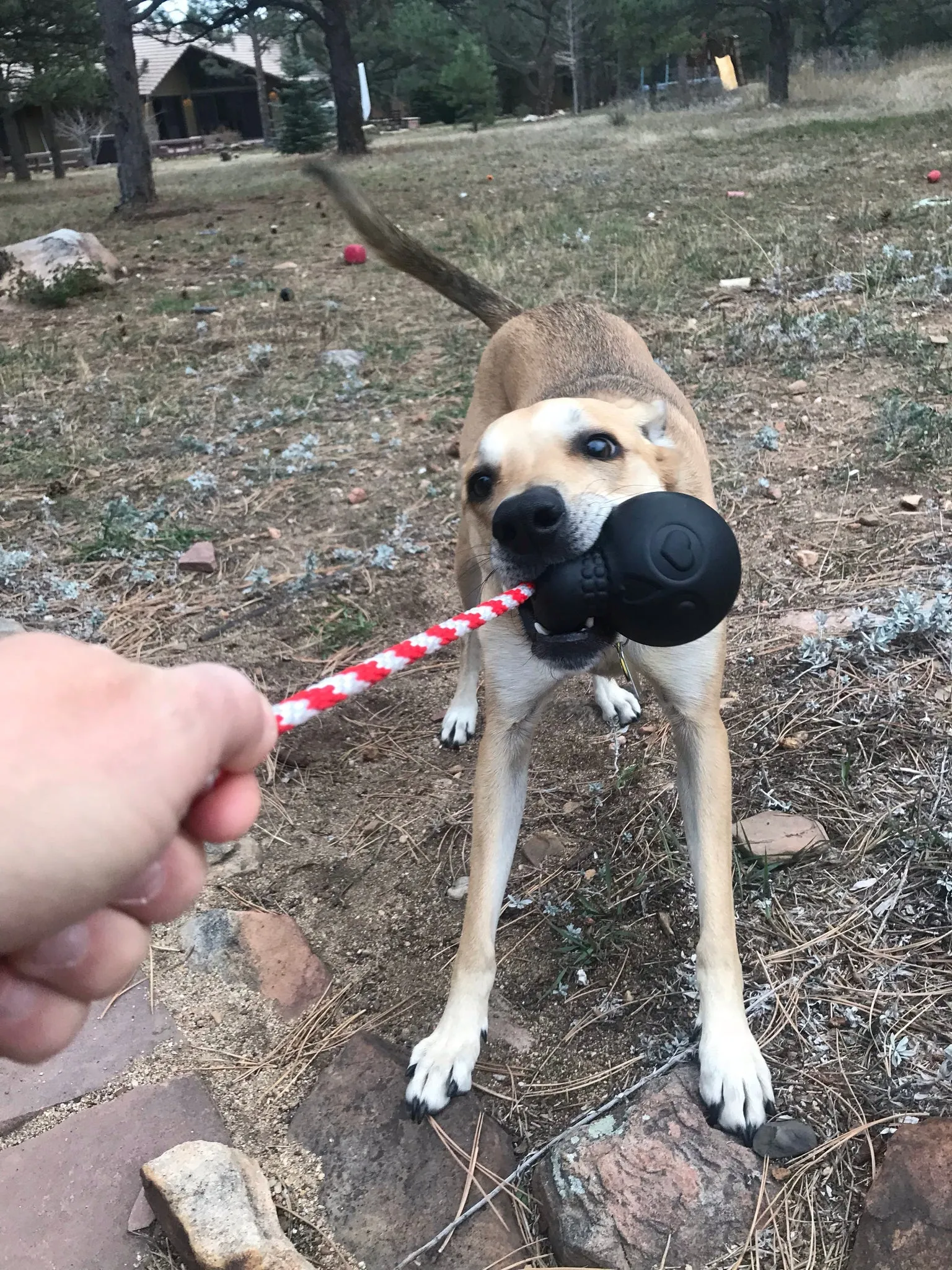 Tug Toy | Skull Black